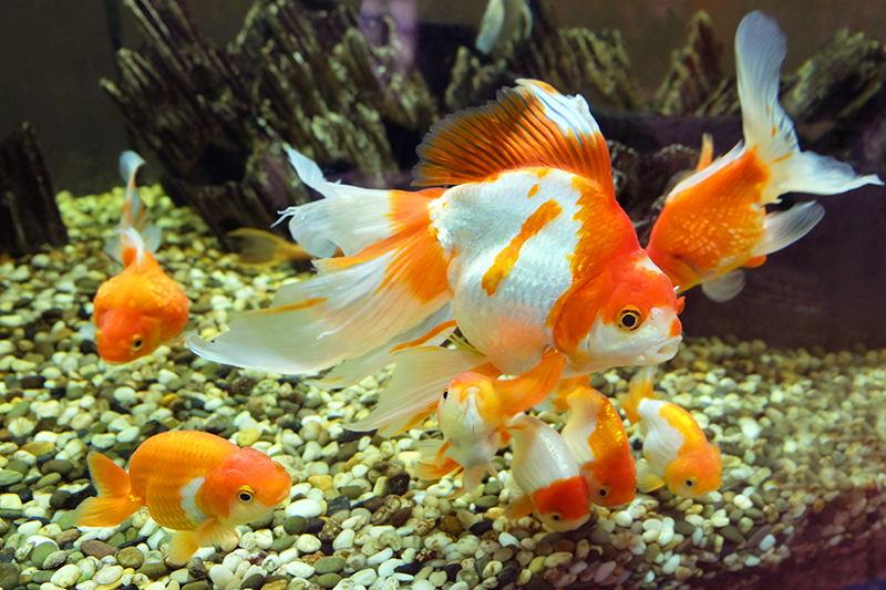Goldfish Hialeah