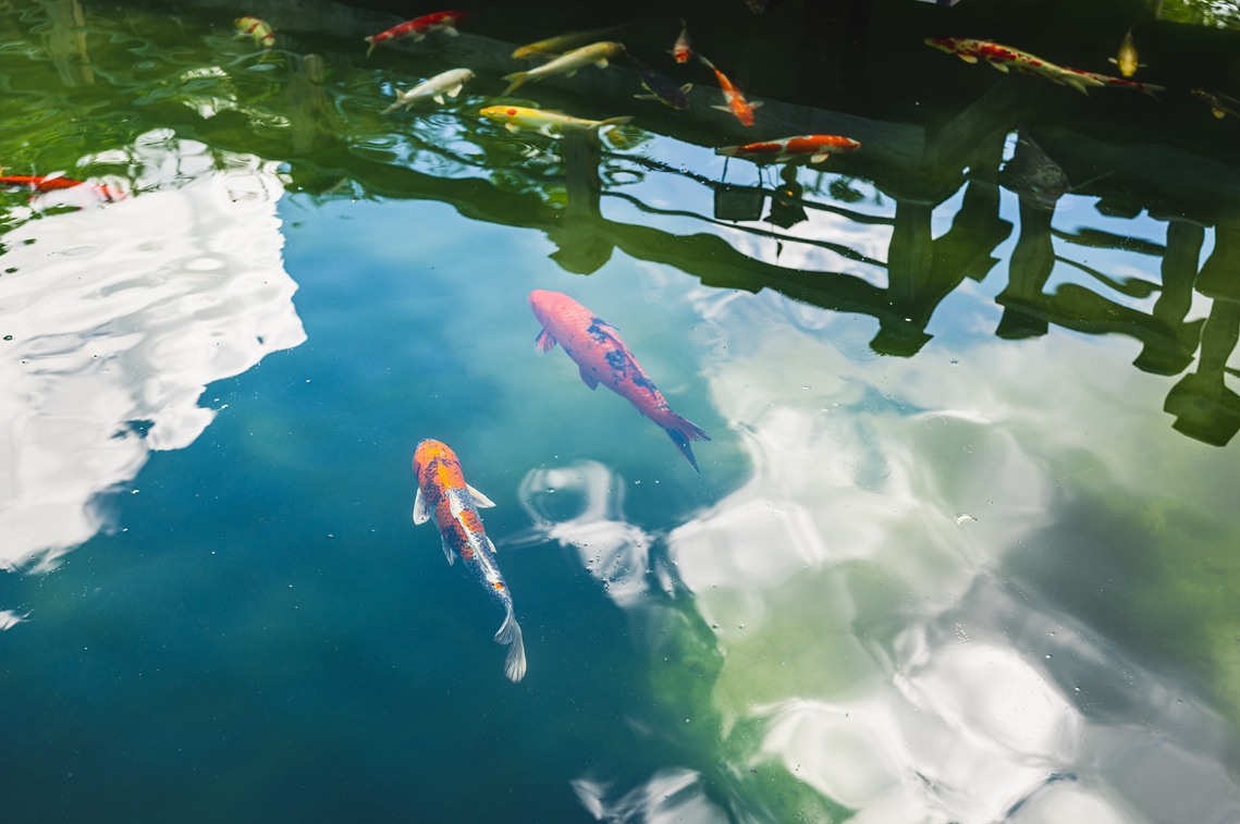 Koi Fish Store South Florida