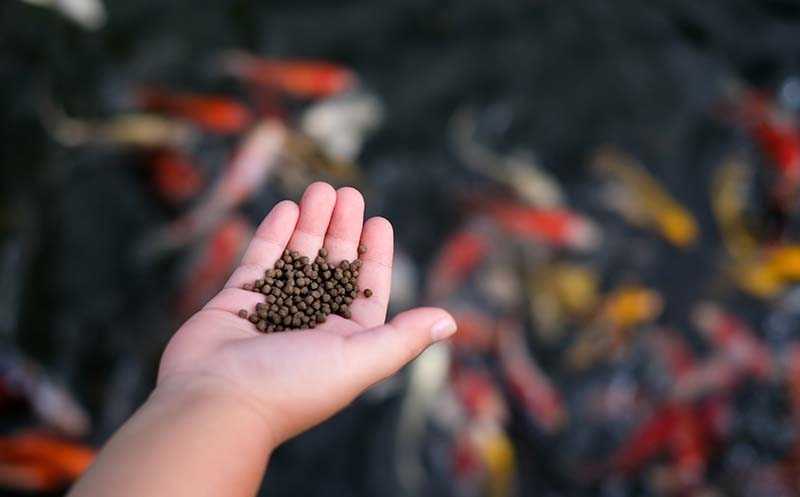 Alimento para peces koi Hialeah