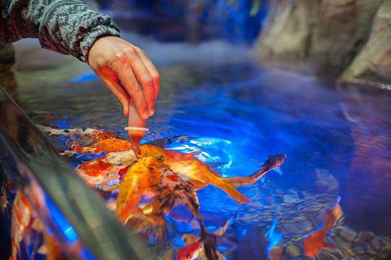 Koi Fish Consultations Hialeah