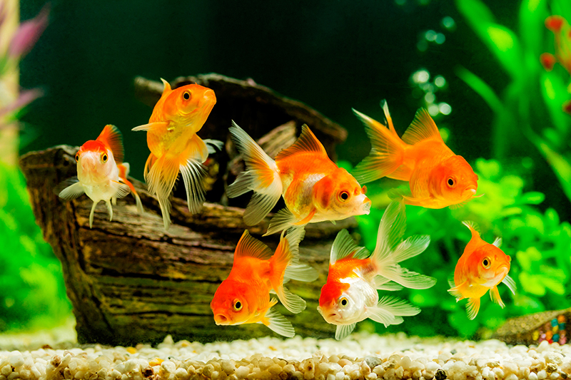 Goldfish South Florida