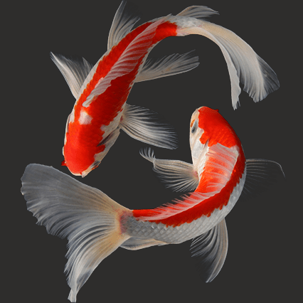 REDLAND KOI & POND CO.